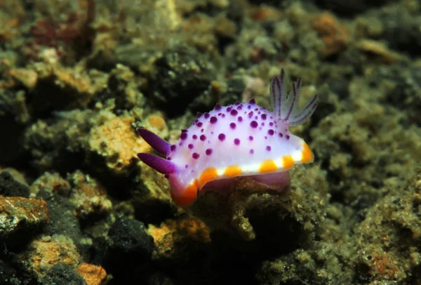 Mexichromis Mariei — Foto de Stock