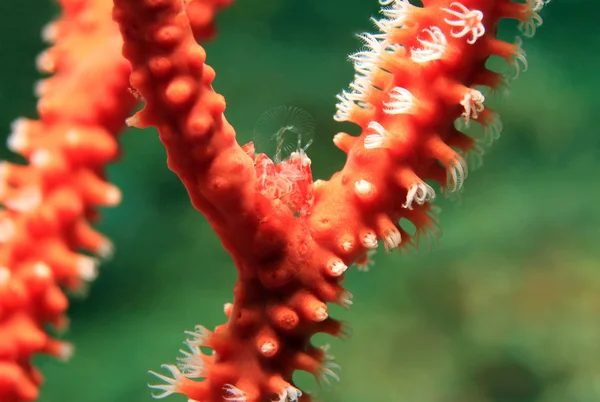 海笔瓷蟹 — 图库照片