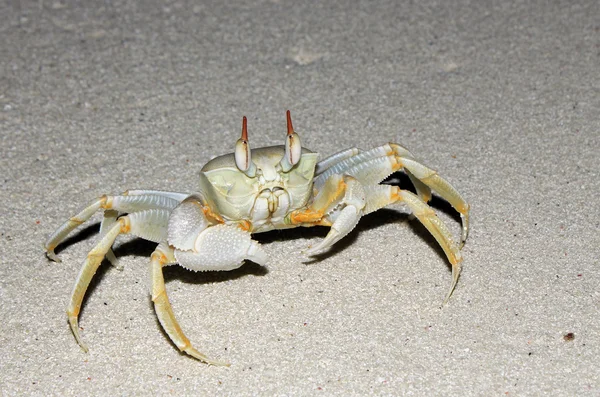 Petit crabe sur la plage — Photo