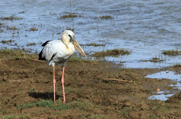 Spot faturalı pelikan — Stok fotoğraf
