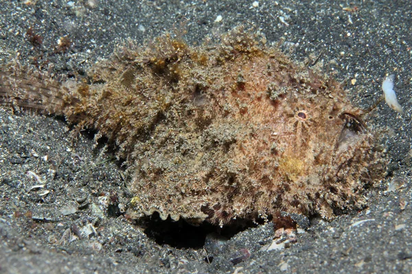 Frogfish lanudo —  Fotos de Stock