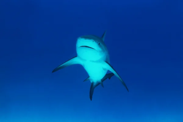 Tiburón toro —  Fotos de Stock