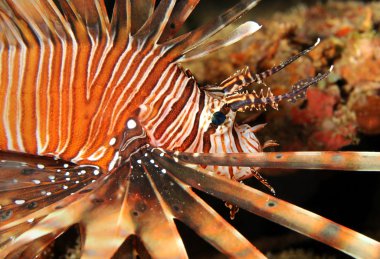ortak lionfish