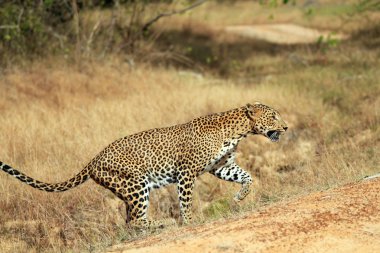 leopar