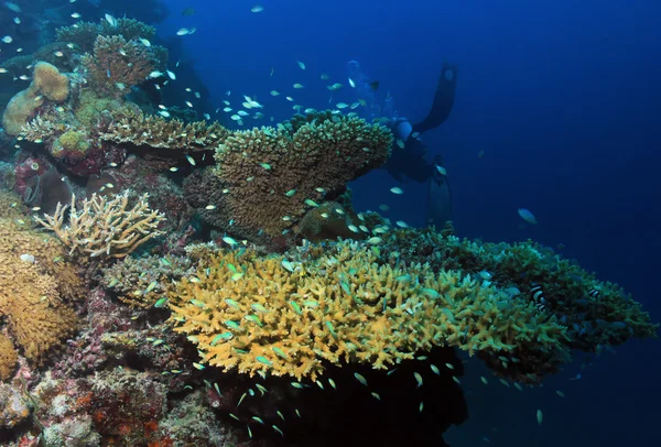 Arrecife de coral — Foto de Stock