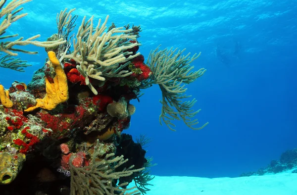 Corals — Stock Photo, Image