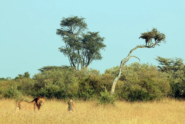 Leeuw paar in gras — Stockfoto