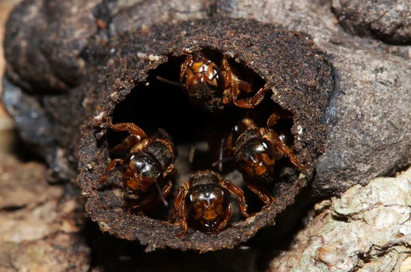 Meksikalı bal arıları — Stok fotoğraf