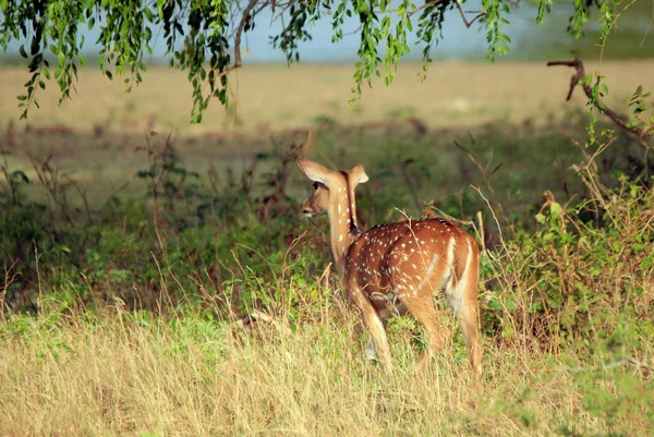 Sri Lankan Axis Deer — Stock Photo, Image