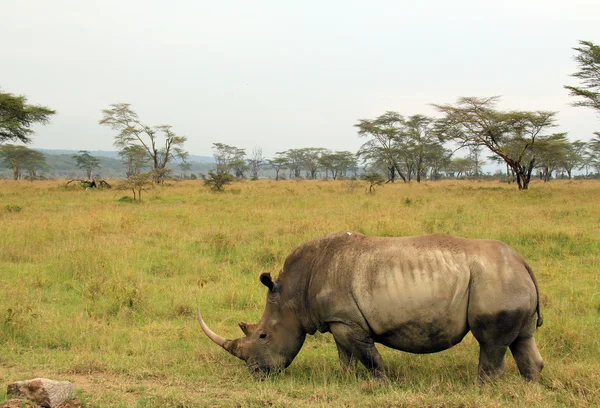 Rinocer alb — Fotografie, imagine de stoc