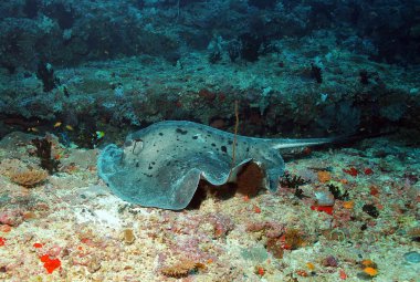 siyah başlıdırlar stingray