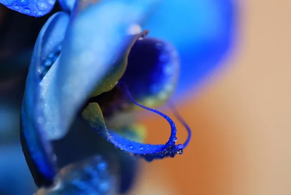 Orquídea — Fotografia de Stock