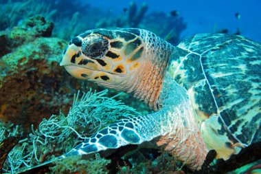 hawksbill kaplumbağa