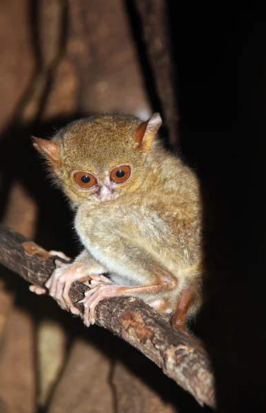 Spektral tarsier — Stok fotoğraf