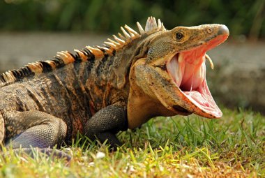 siyah ctenosaur