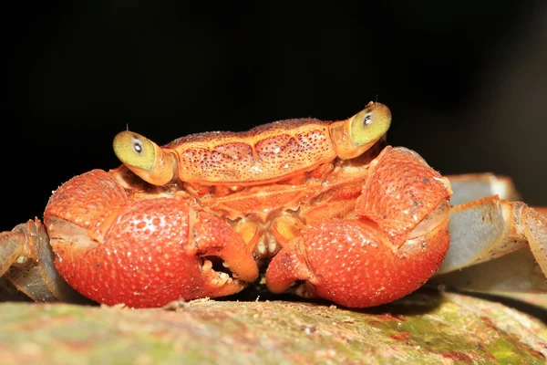 Rainforest baldachim Krab — Zdjęcie stockowe