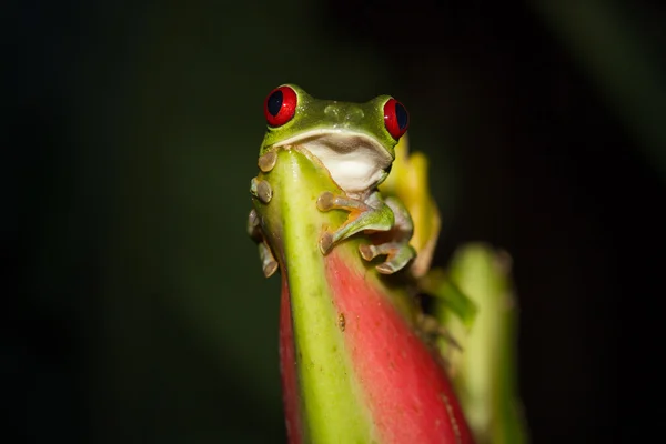 Rödögd trädgroda — Stockfoto