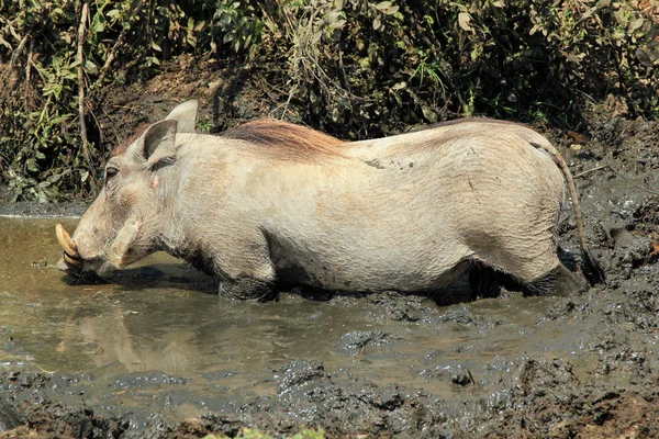 Common Warthog — Stock Photo, Image