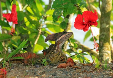 çizgili basilisk