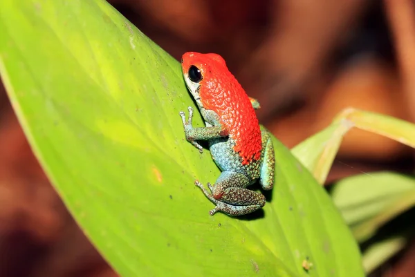çilek zehirli ok kurbağası