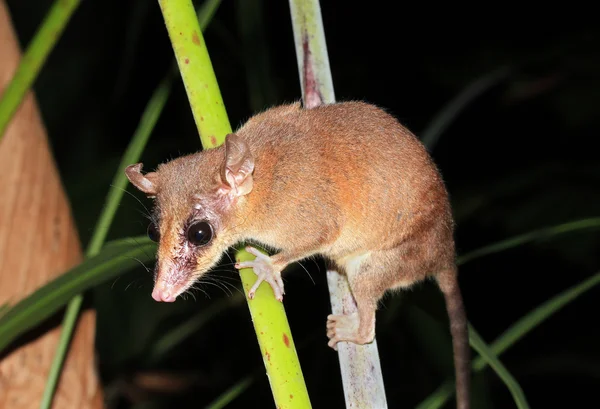 Opossum gri cu patru ochi — Fotografie, imagine de stoc