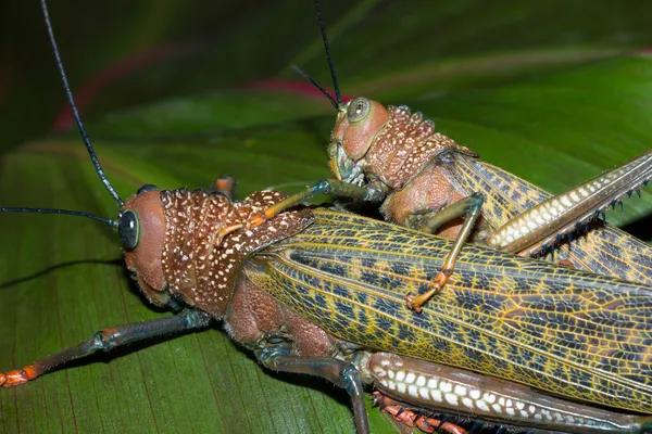 Giant Brown Crickets Mating — Stock Photo, Image