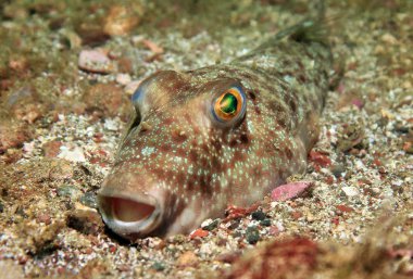 Pufferfish clipart