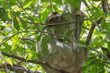 Üç - parmaklı tembel hayvan