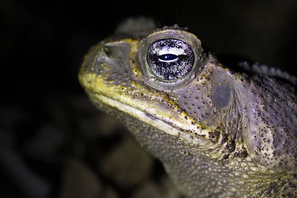 Тростниковая жаба — стоковое фото