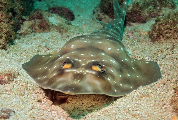 戈尔戈纳岛 guitarfish — 图库照片