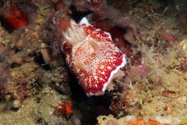 Chromodoris Reticulata