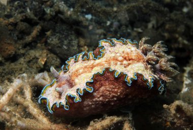 Glossodoris Cincta