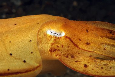 broadclub mürekkep balığı