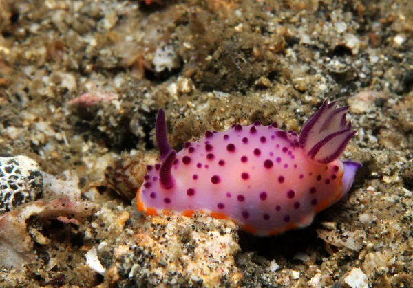 Mexichromis Mariei — Zdjęcie stockowe