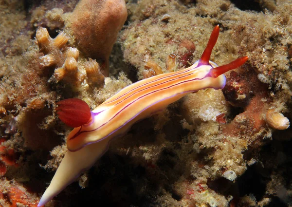 Hypselodoris Емма — стокове фото