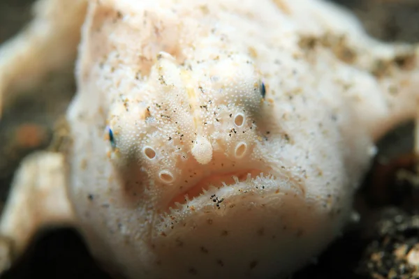 Shaggy Frogfish — Stock Photo, Image