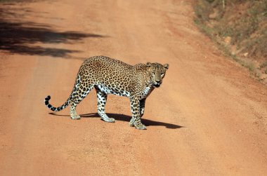 leopar