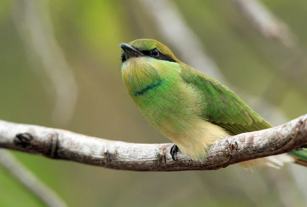 Groene bijeneter — Stockfoto