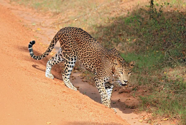 Leopard — Stockfoto