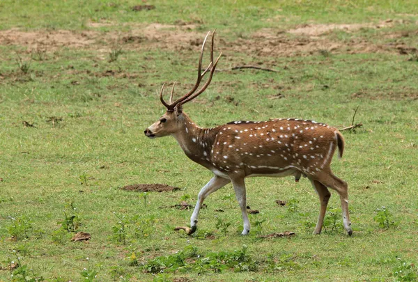 Sri Lankan Axis Deer Royalty Free Stock Images