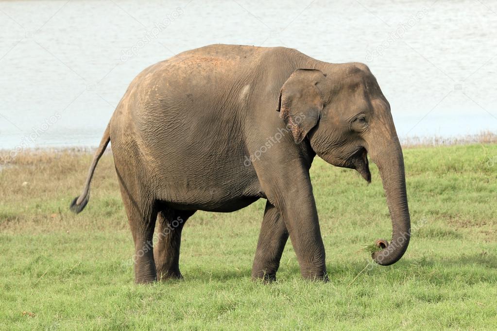 Lankesian Elephant
