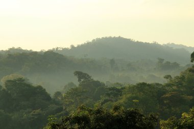 Rainforest Morning Mist clipart