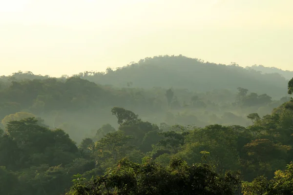 Kabut Pagi Hutan Hujan — Stok Foto