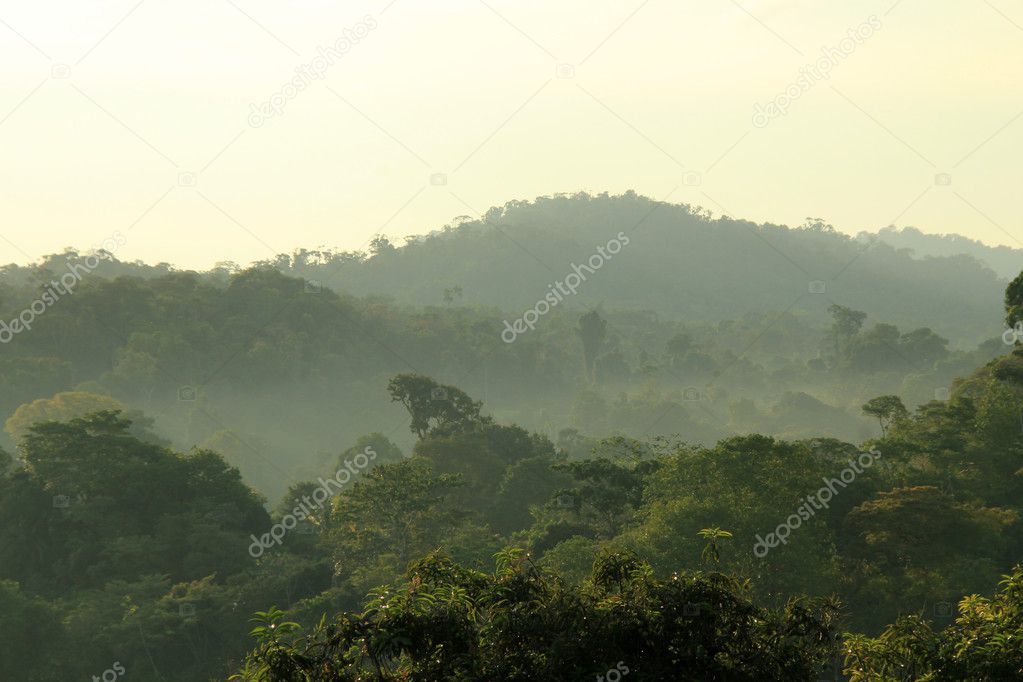 Rainforest Morning Mist
