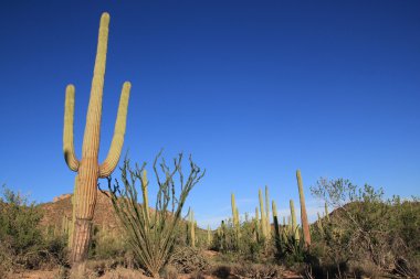 saguaro kaktüsü