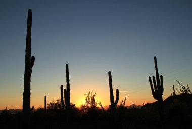 Saguaro Ulusal Parkı