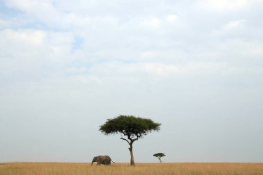 Savannah 'daki Afrika Fili ve Akasya Ağaçları Panorama Manzarası. Masai Mara, Kenya