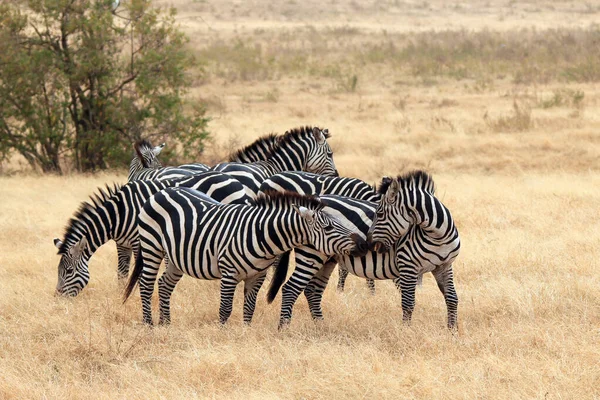 Group Grant Zebra Equus Quagga Boehmi Savannah Cráter Ngorongoro Tanzania — Foto de Stock