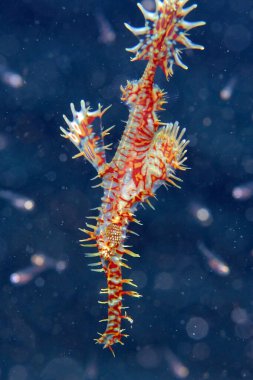 Harlequin Hayalet Boru Balığı (Solenostomus paradoksu, nam-ı diğer Süslü Hayalet Boru Balığı). Bunaken, Endonezya