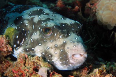 Beyaz benekli kirpi balığı (Arothron hispidus). Moalboal, Filipinler